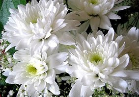 Krisan merupakan tanaman bunga hias berupa perdu dengan sebutan lain Seruni atau Bunga ema Teknik Budidaya Tanaman Hias Krisan