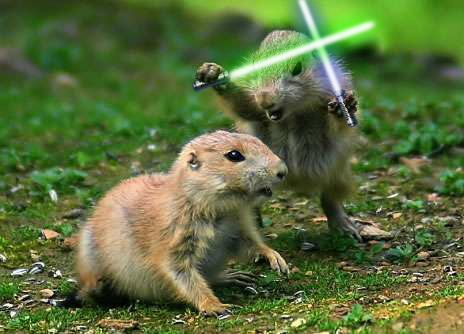 [fighting_prairie_dogs.png]