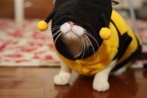 [catbee.jpg]
