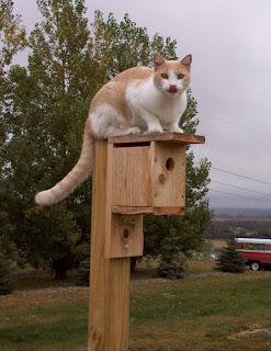 bad kitty on birdhouse