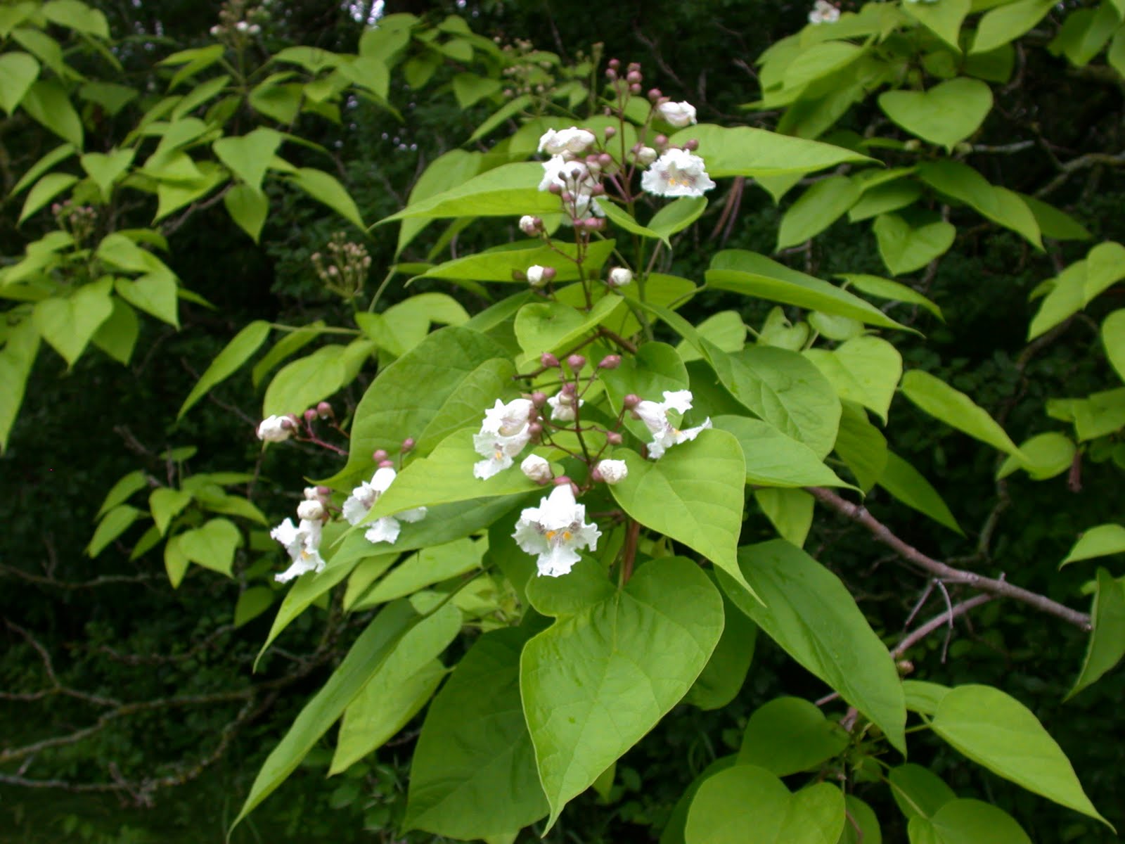 What Should I Be Doing With My Bees This Month?: June 2010