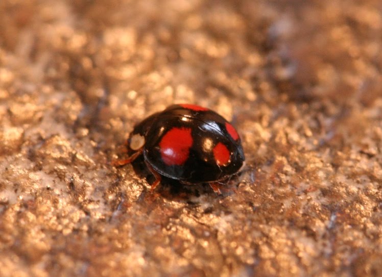 Moat House Wildlife: 2-Spot Ladybird - black form