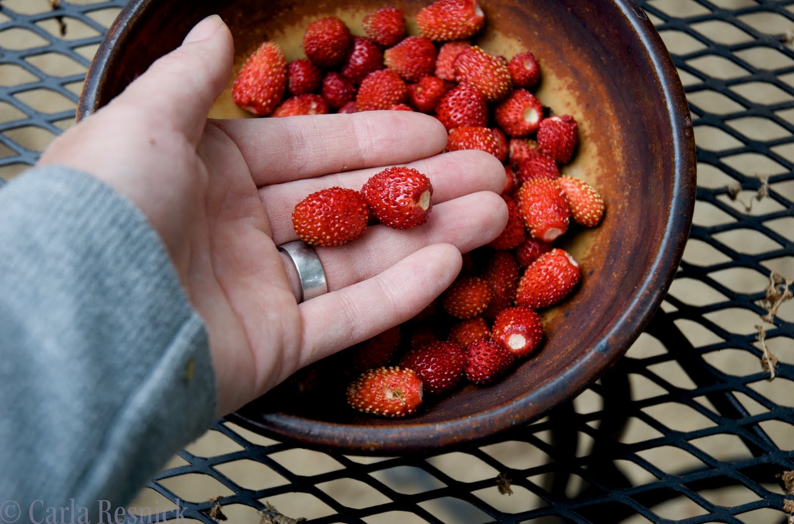 Permaculture in Northern California Alpine strawberries