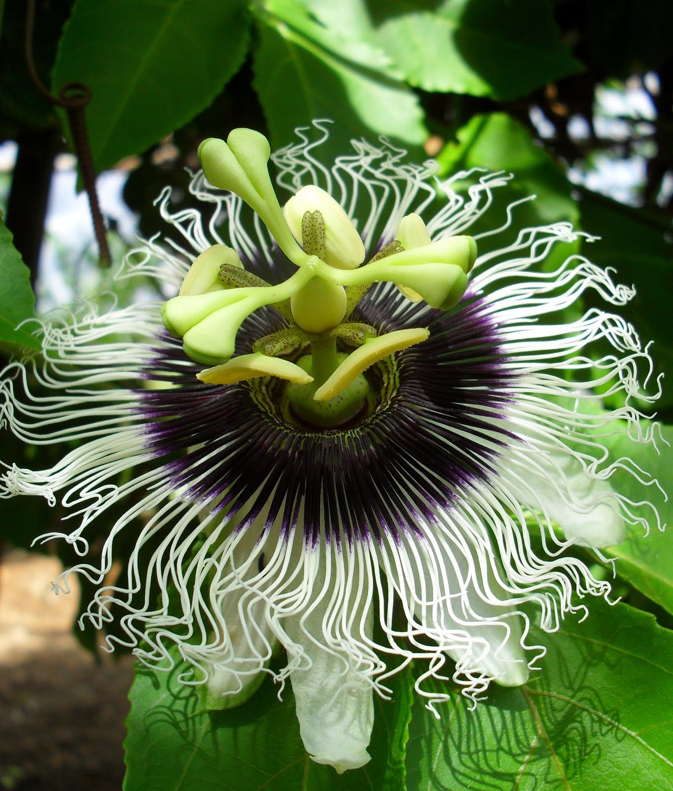 SERTÃO EM FOTO, ARTE E POESIA: Flor de maracujá