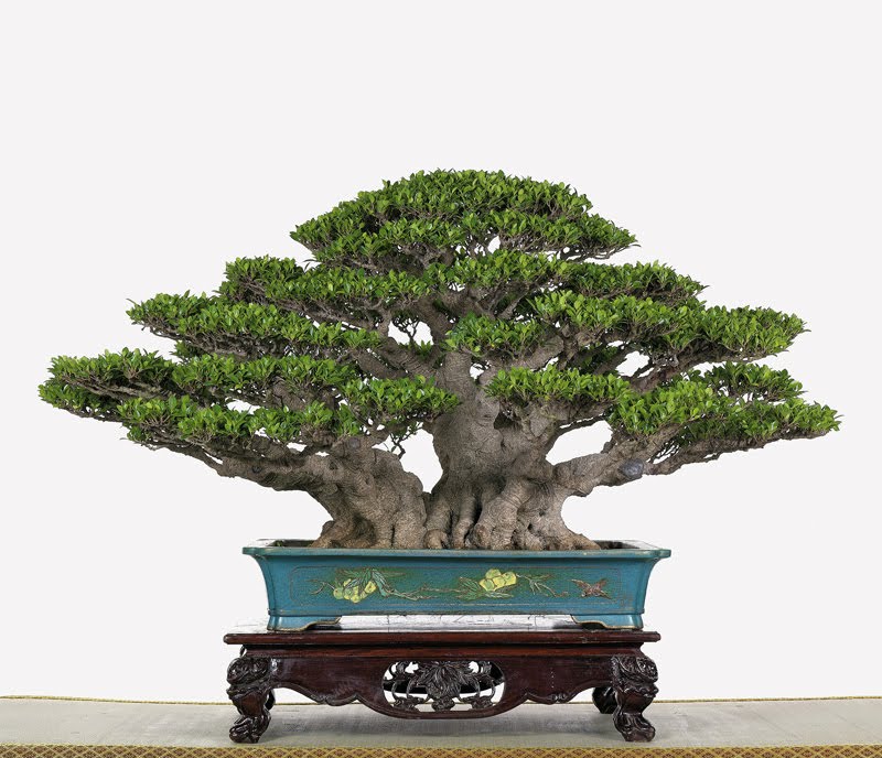 Alisios bonsái ¿Qué es un bonsái natural?