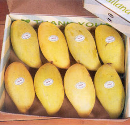 Click the delicious mangoes