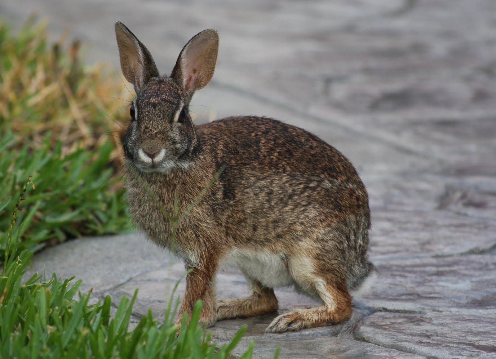 Griff's Bird Photos: Wildlife - Eastern Cottontail