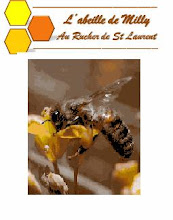 L'abeille de Milly au Rucher de St Laurent