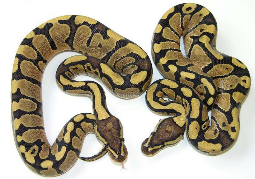 Is this a fire? | Reptile Forums