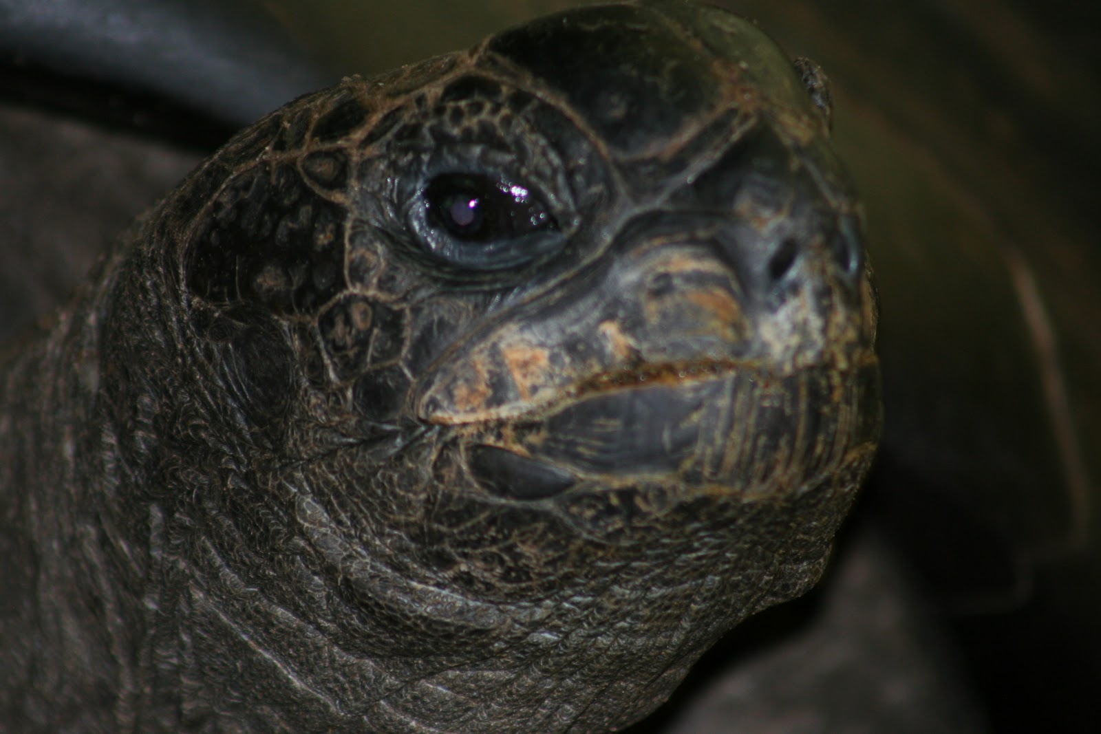 Aldabra Tortoise, Geochelone gigantea Video and Photo