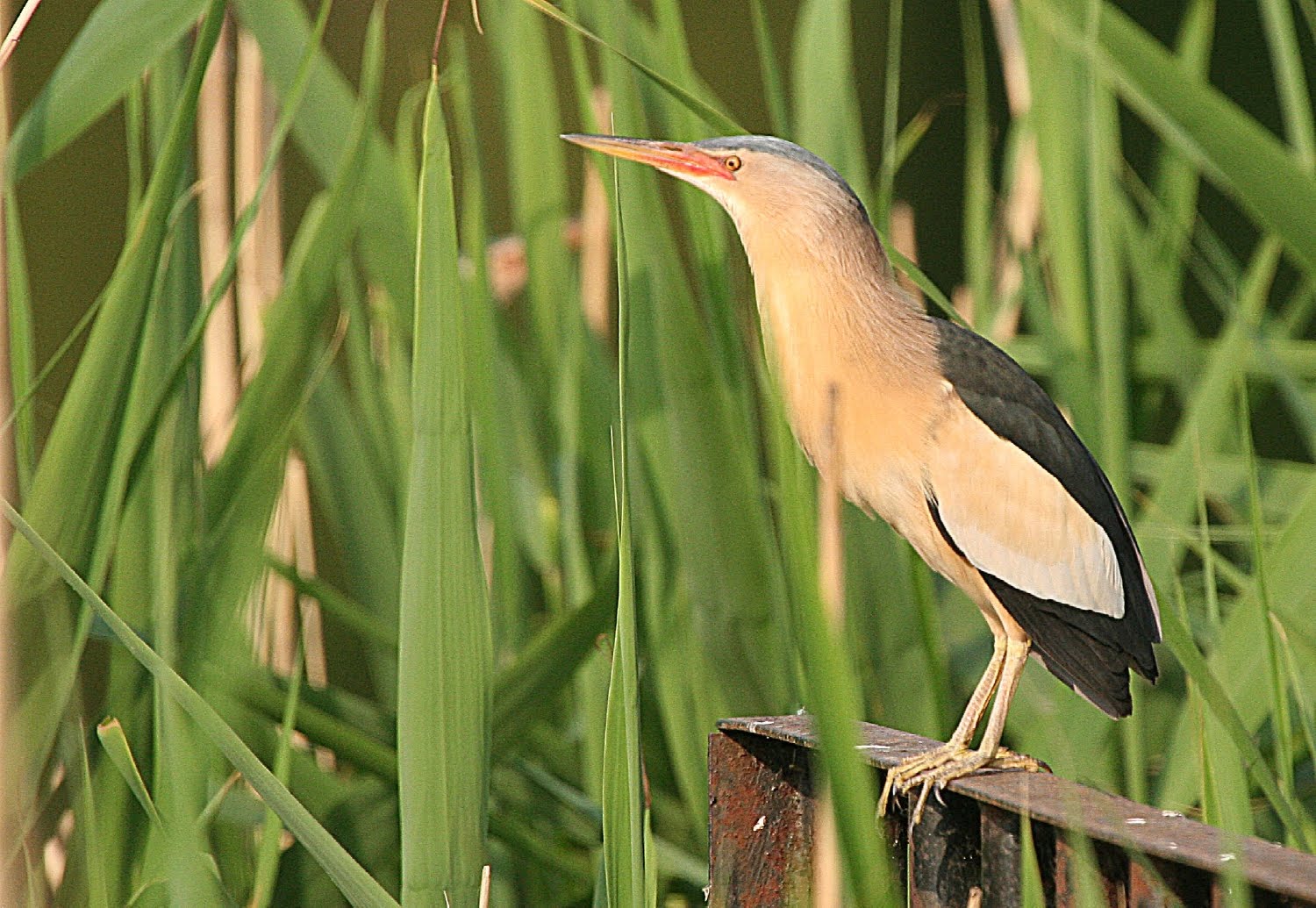 Hungarobirds Little Bittern hungarobirds-little-bittern