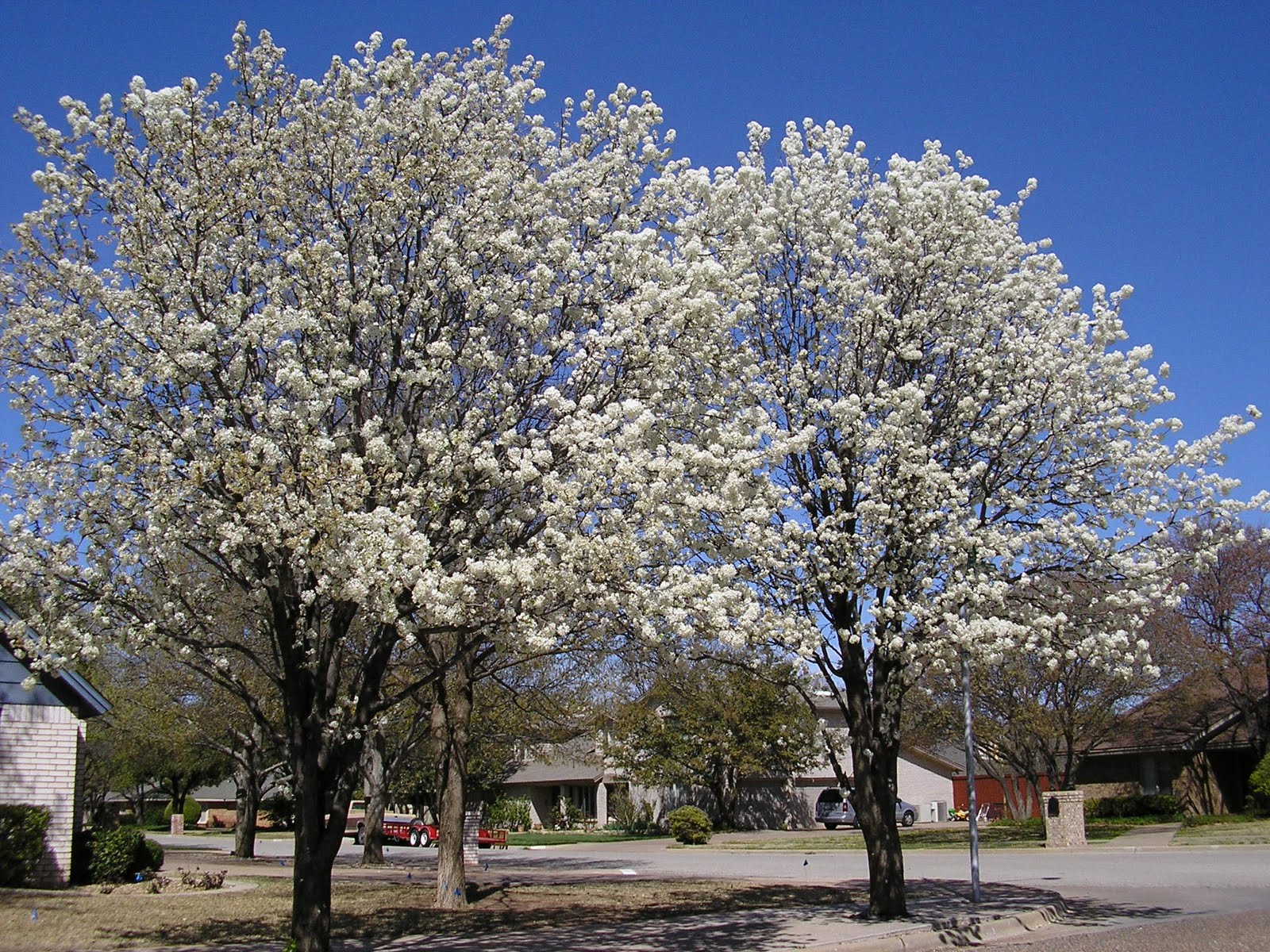 Lubbock TX Buyers, Sellers and Homeowners SPRING IS HERE LOOK UP