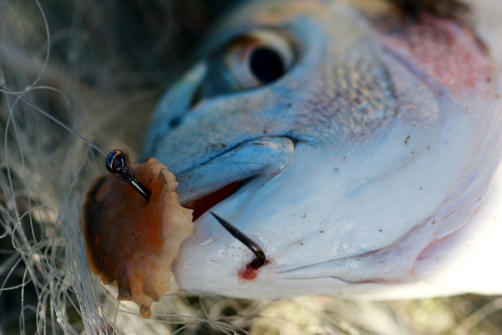Slikovni rezultat za ješka