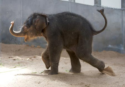 mali-elephant-calf-melbourne-mali.jpg