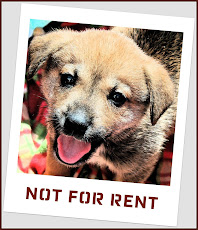 We Don't  Rent Puppies