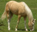 Oto przepiekny kuc izabelowaty