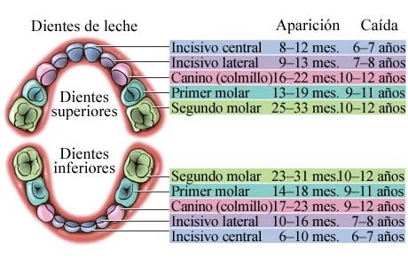 Tu Odontopediatra: Edades de erupción de los dientes primarios (dientes