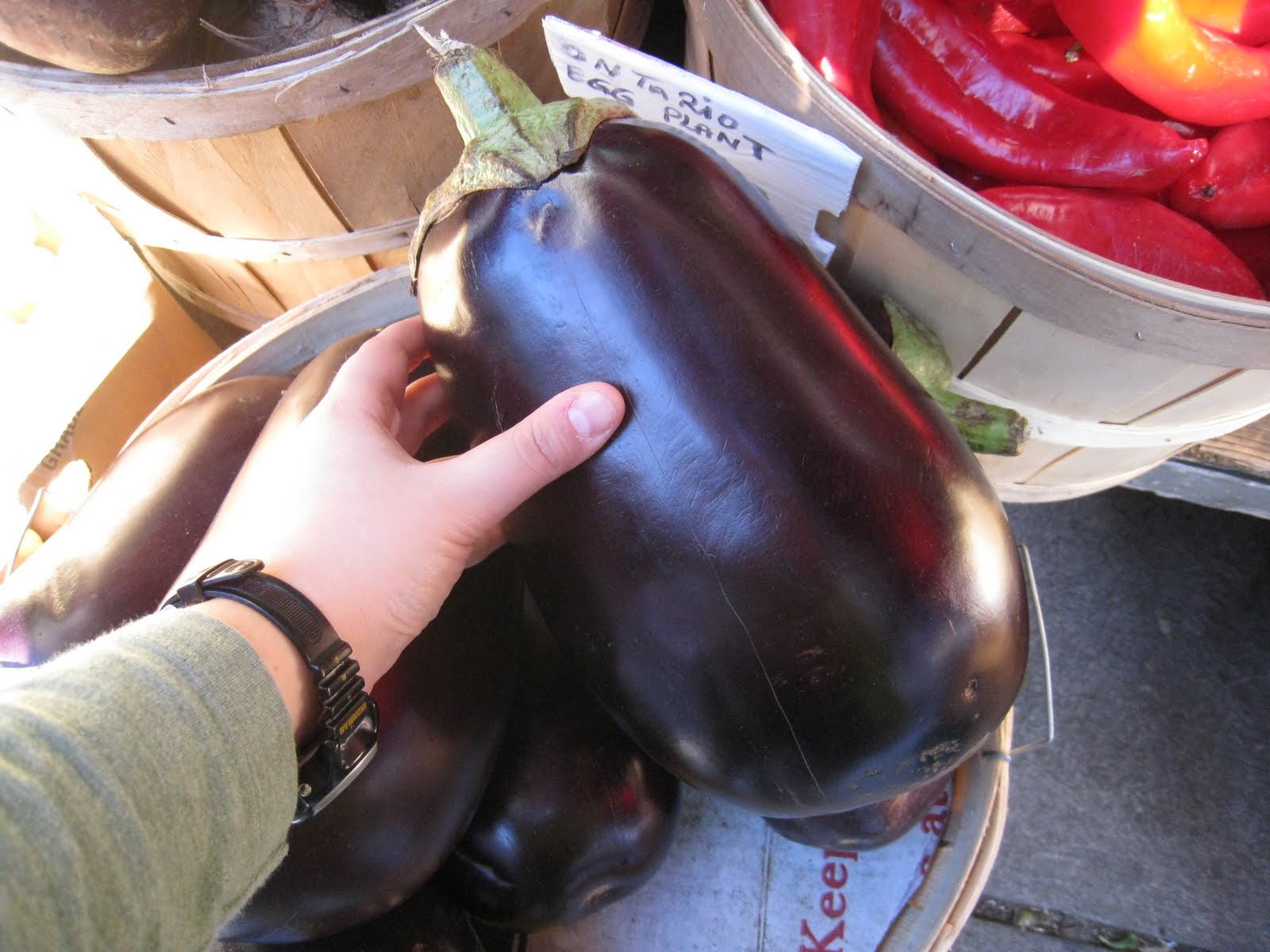 Lila Prime Giant eggplant