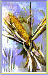 PANNOCCHIA