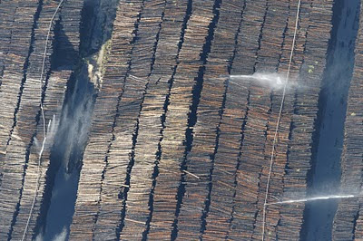 Photo rapprochée de pin arrosés pour éviter son pourrissement