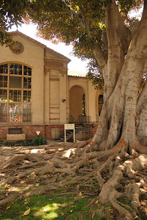 Photograph of a library building and a large treewith extensive roots.