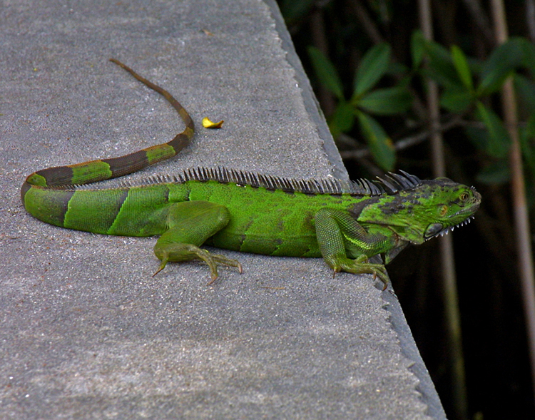 [iguana.jpg]