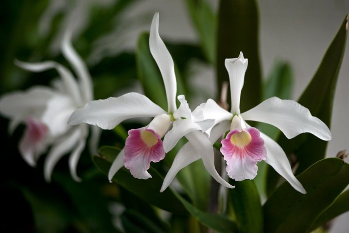 [laelia+2009.jpg]