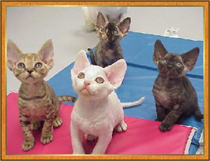 [Devon-Rex.jpg]