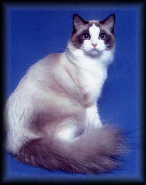 [Ragdoll.jpg]