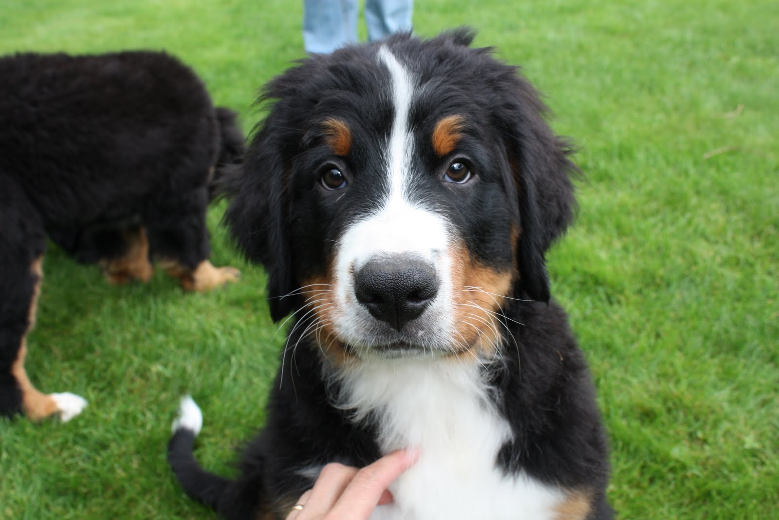 *Eddie* en glad berner sennenhund