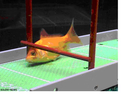 أكثر الأشياء غرابة العالم