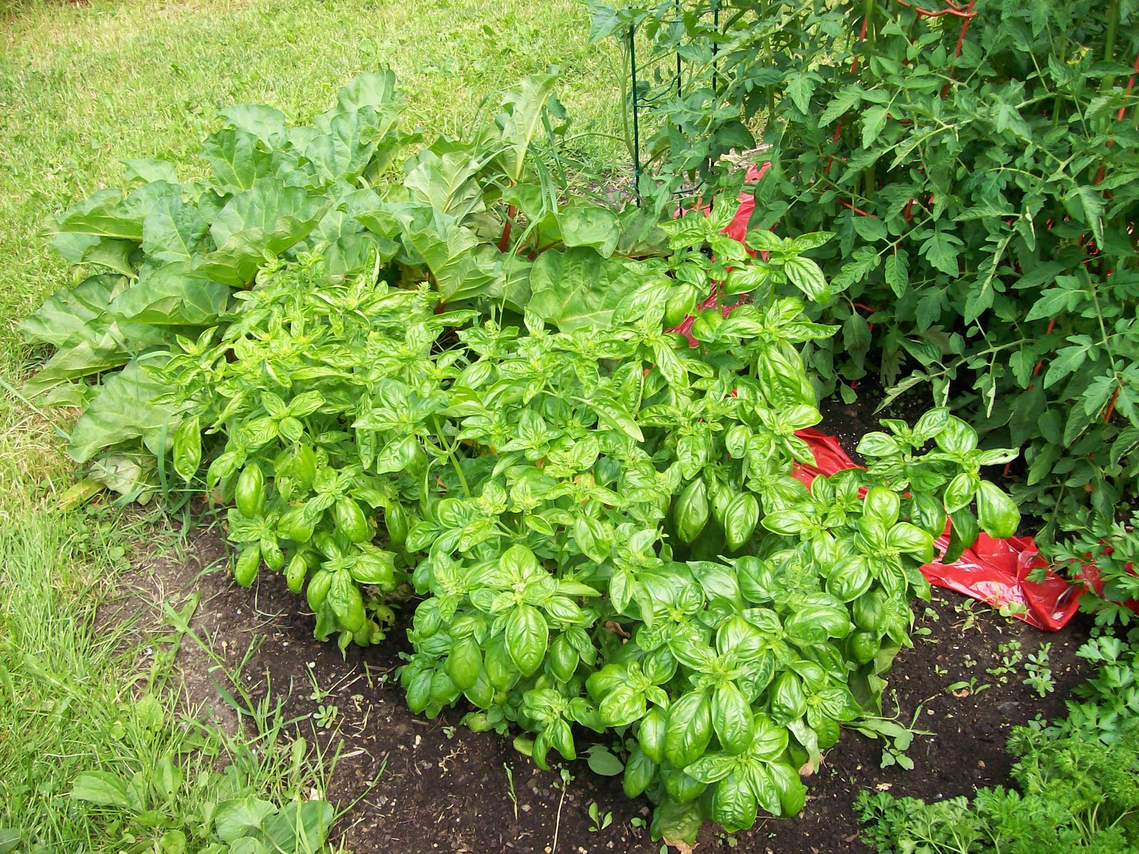 Fertile Plots The Life Cycle of Basil