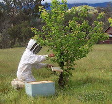 Bee Farming for Beginners?
