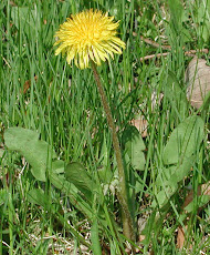 Dandelion's Leaves Contain an Anti-Cancer Ingredient