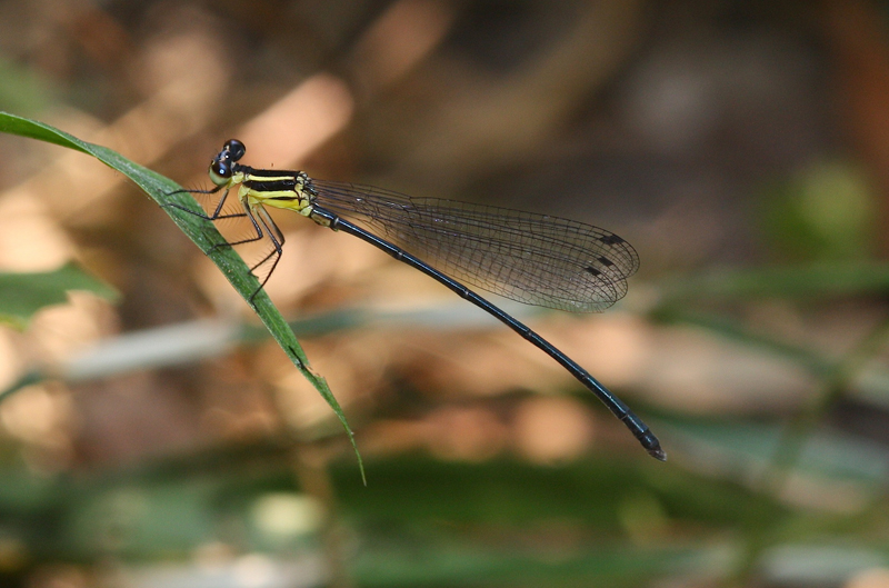 Dragonflies & damselflies of Thailand: 13. Calicnemia imitans ...