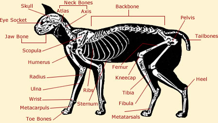 pet articles: Pets Cats Body Anatomy