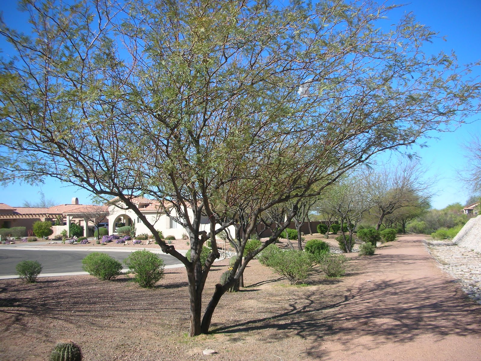 Prickly Paradise A Living in the Desert Thorns