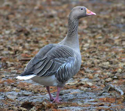 Fortune Cookie Duck, duck, fowl