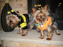 Zeus & Zoey getting all dressed up for Halloween