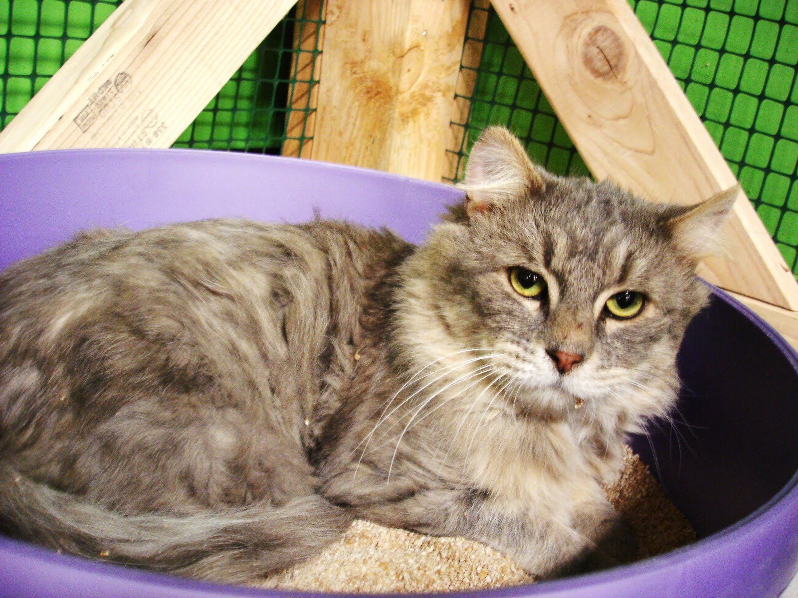 Nature's Pet Market NW Portland 2 New Cats In For Adoption