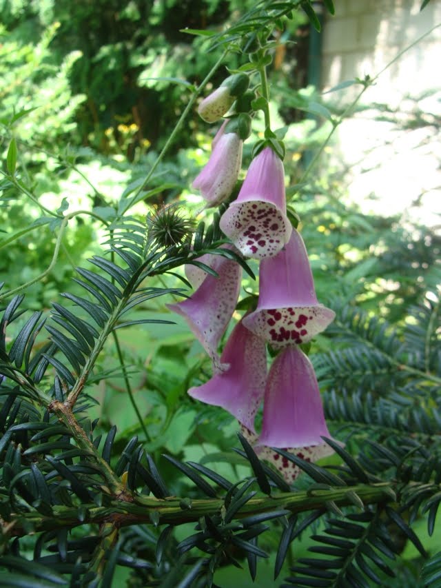 Mein Waldgarten September 2010