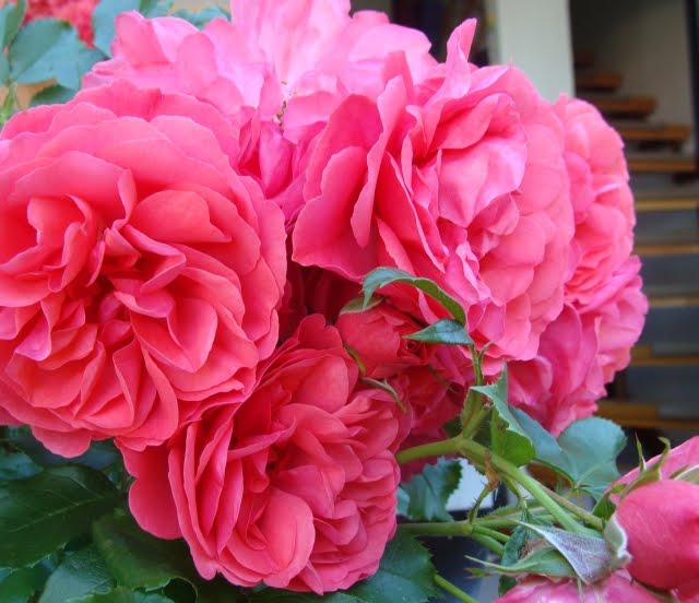 © Mein Waldgarten: Juli 2010