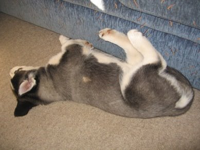 [Kodiak+sleeping+pose+25.4.09.jpg]