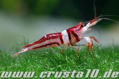 CARIDINA