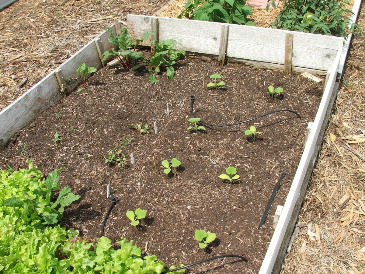 The Farming Den: Summer Garden Week 7