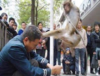 Monkey beat taekwondo coach