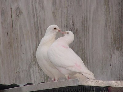 [Love+birds+(5).jpg]