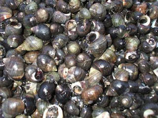 Bigorneaux Rezept - Recette Salade De Bigorneaux