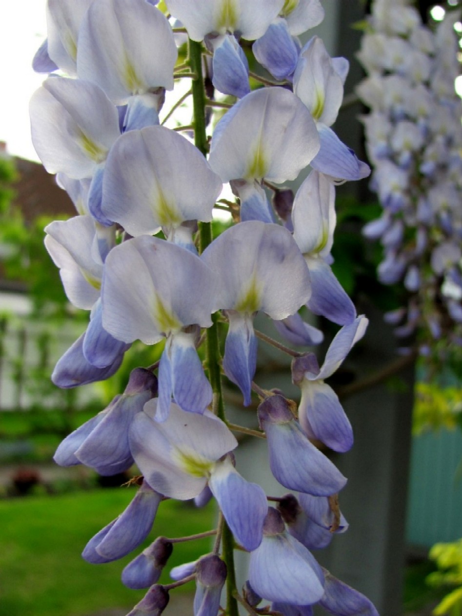 Gartenarbeit Ideen: Blauregen: Sehr gut für ein Carport geeignet