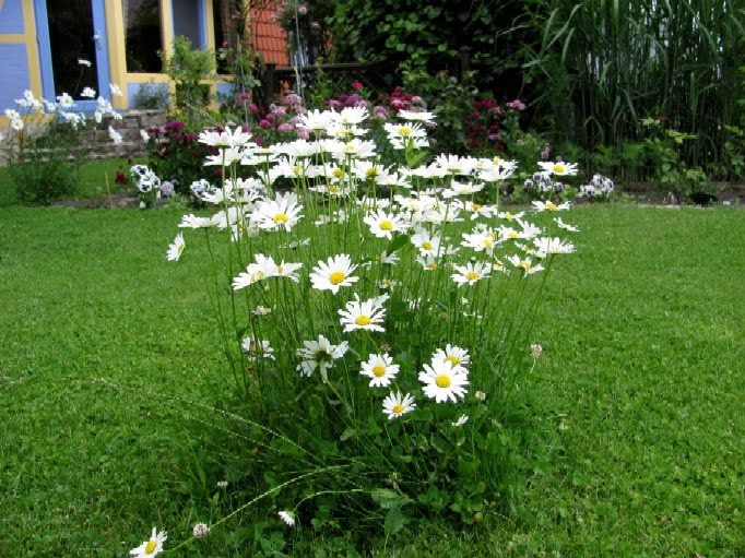 Gartenarbeit Ideen: Den Rasen zur Blumenwiese machen / z.B. Margeriten